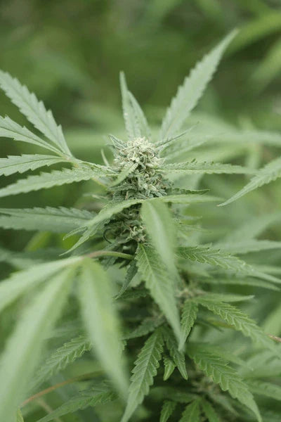 🌱 Why Your Cannabis Buds Are Small (And How to Fix It)