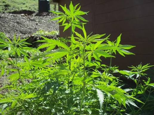 🌱 Why Your Cannabis Plant Is Stretching Too Much (And How to Control It)