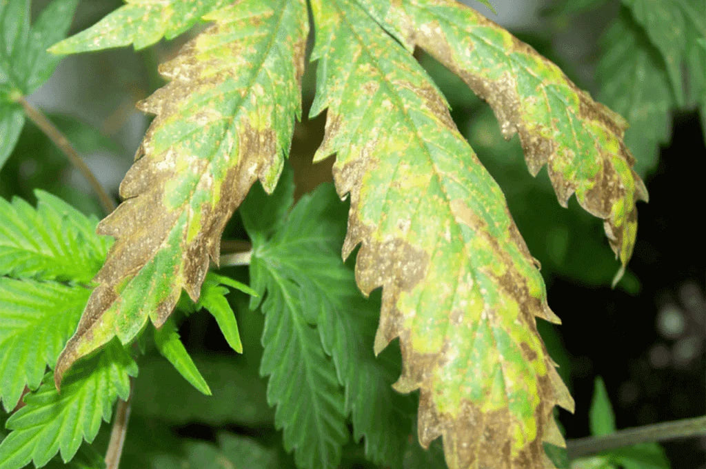 🌱 Why Your Cannabis Leaves Are Turning Brown (Burn vs Deficiency Explained)