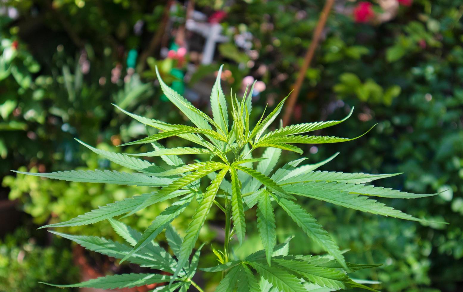 🌱 Why Your Cannabis Isn’t Flowering (And What to Check)