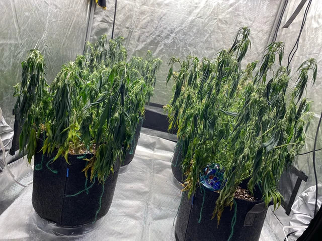 🌱 Why Your Cannabis Plants Keep Dying (Beginner Mistakes Guide)