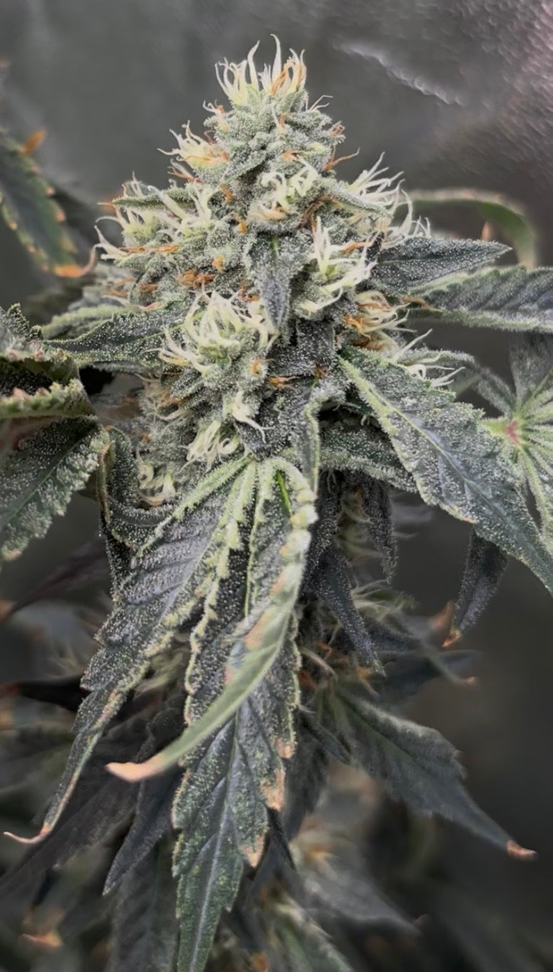 best tasting weed strains, most flavorful cannabis strains, sweetest weed strains, fruity cannabis strains, loud terpene strains