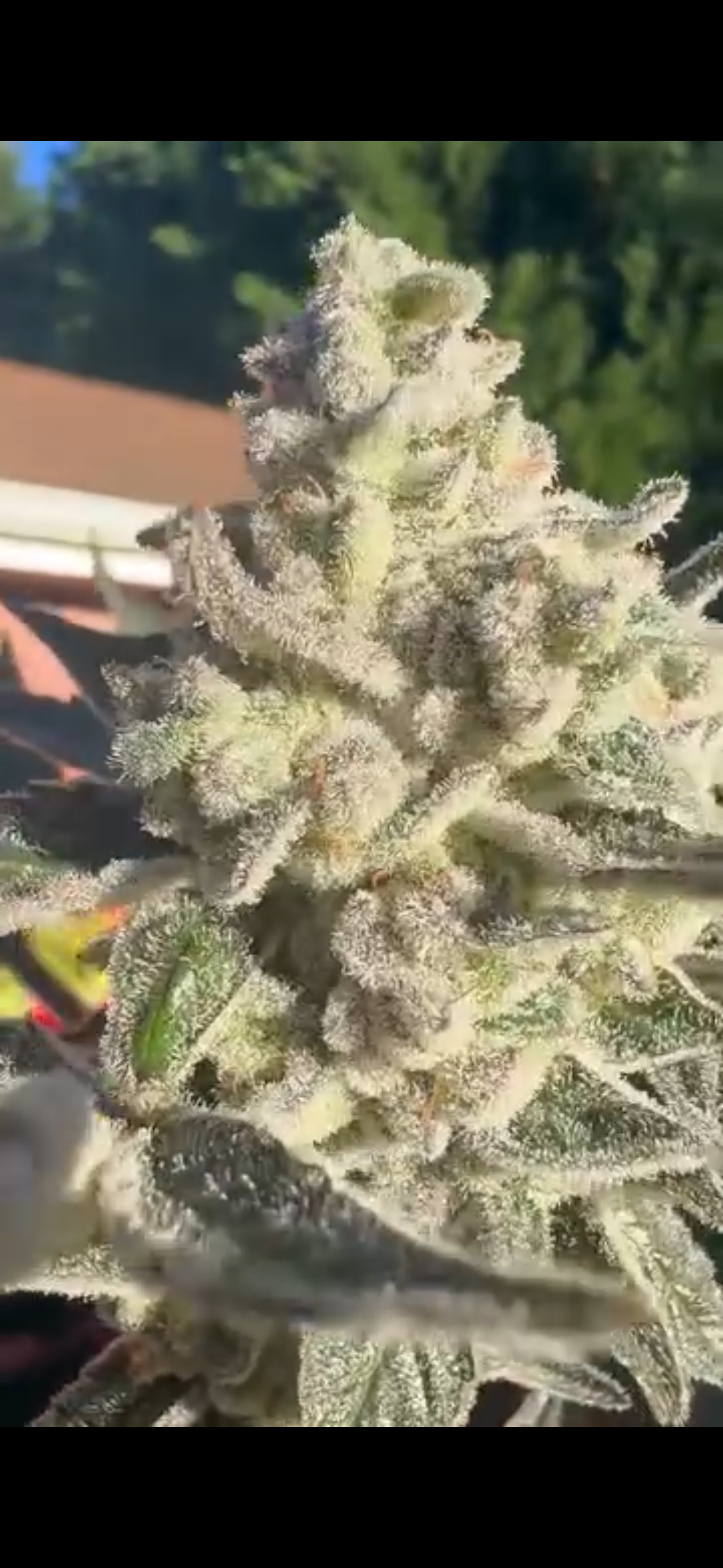 best sweet cannabis strains, sweet weed strains, sweetest cannabis strains, sweet terpene profiles, flavorful cannabis genetics