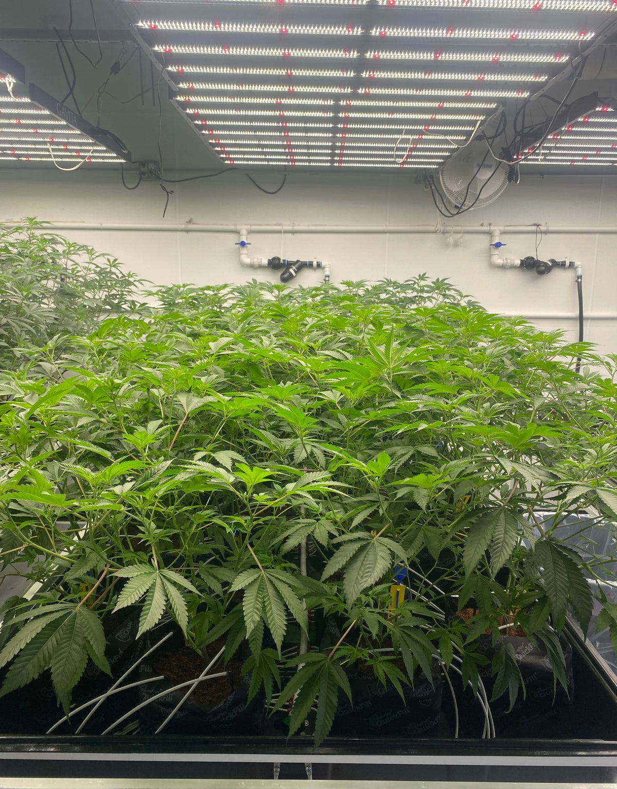 Healthy cannabis mother plants maintained on a cultivation table