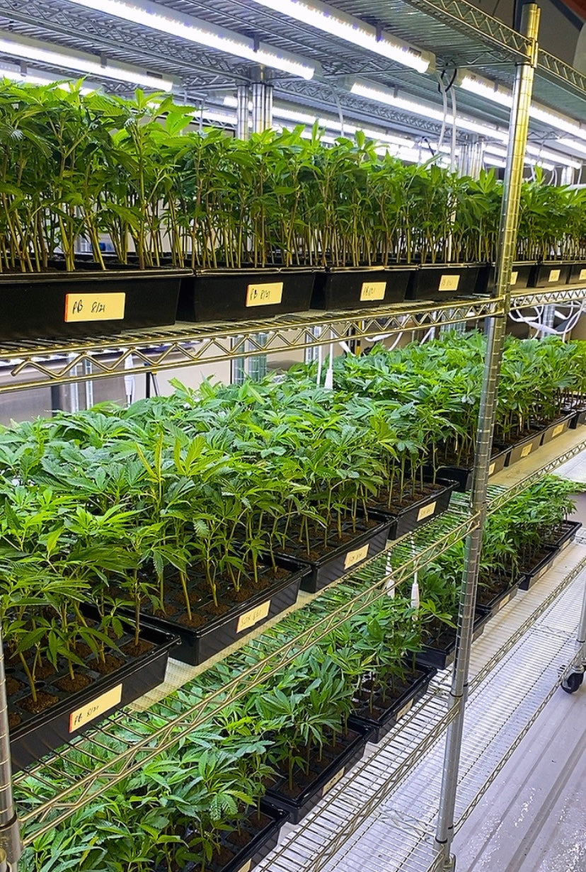 Why Consistency Is the Most Underrated Skill in Home Growing 🌱