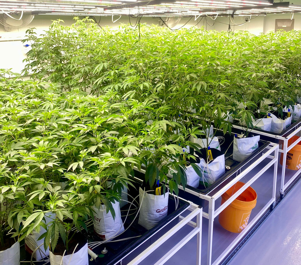 Sea of Green cannabis, SOG cannabis clones, rooted cannabis clones, cannabis clones vs seeds, indoor cannabis cultivation, Sea of Green growing