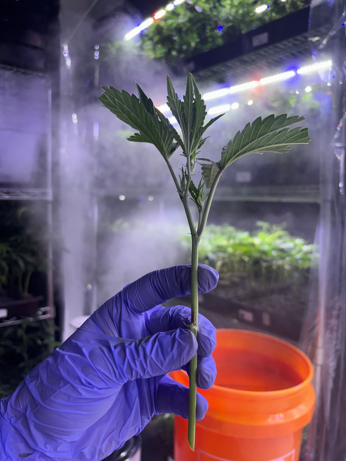 Young rooted cannabis clone showing established root development before transplanting