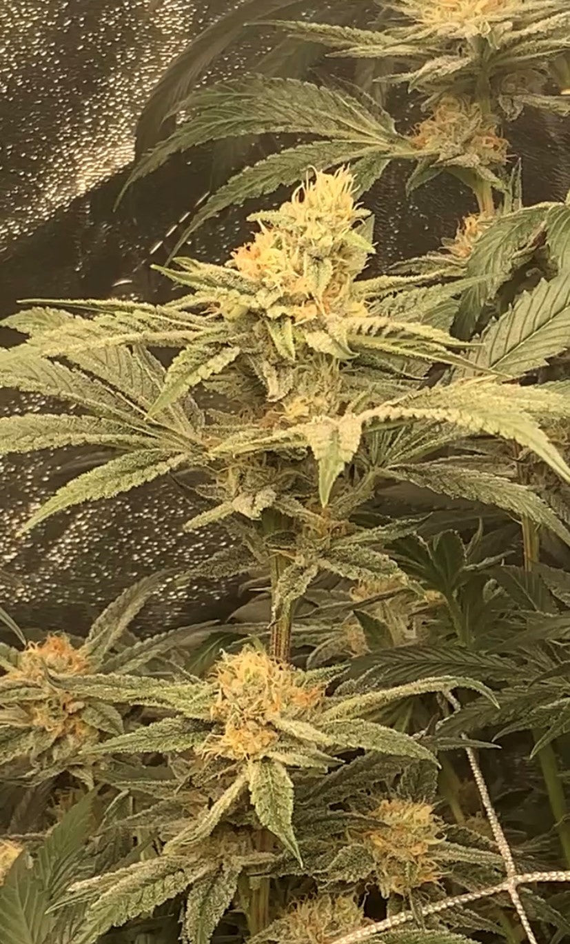 🌱 What Actually Determines Cannabis Yield? (Breaking It Down Simply)