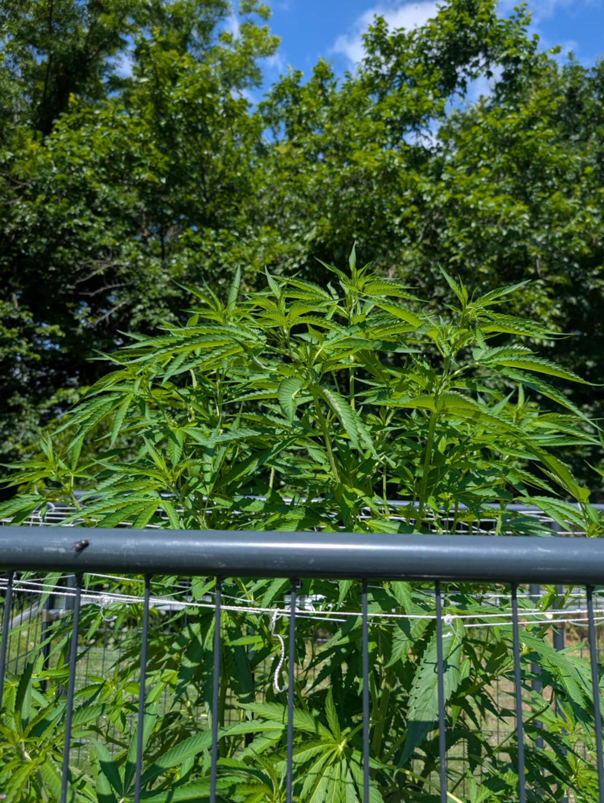 Cannabis plants acclimating outdoors in direct sunlight