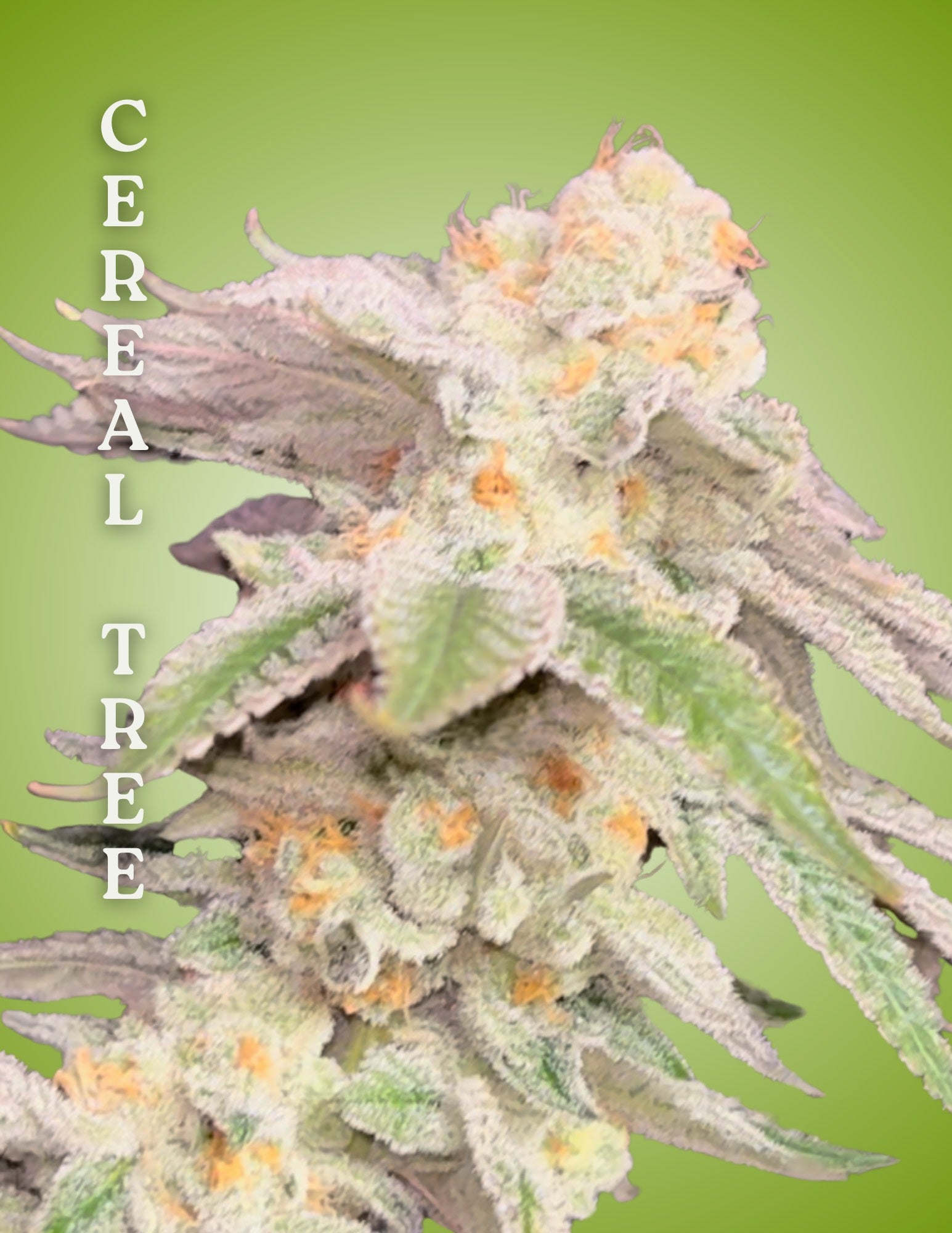 🌱 How to Grow Cereal Tree Indoors (Complete Grow Guide)