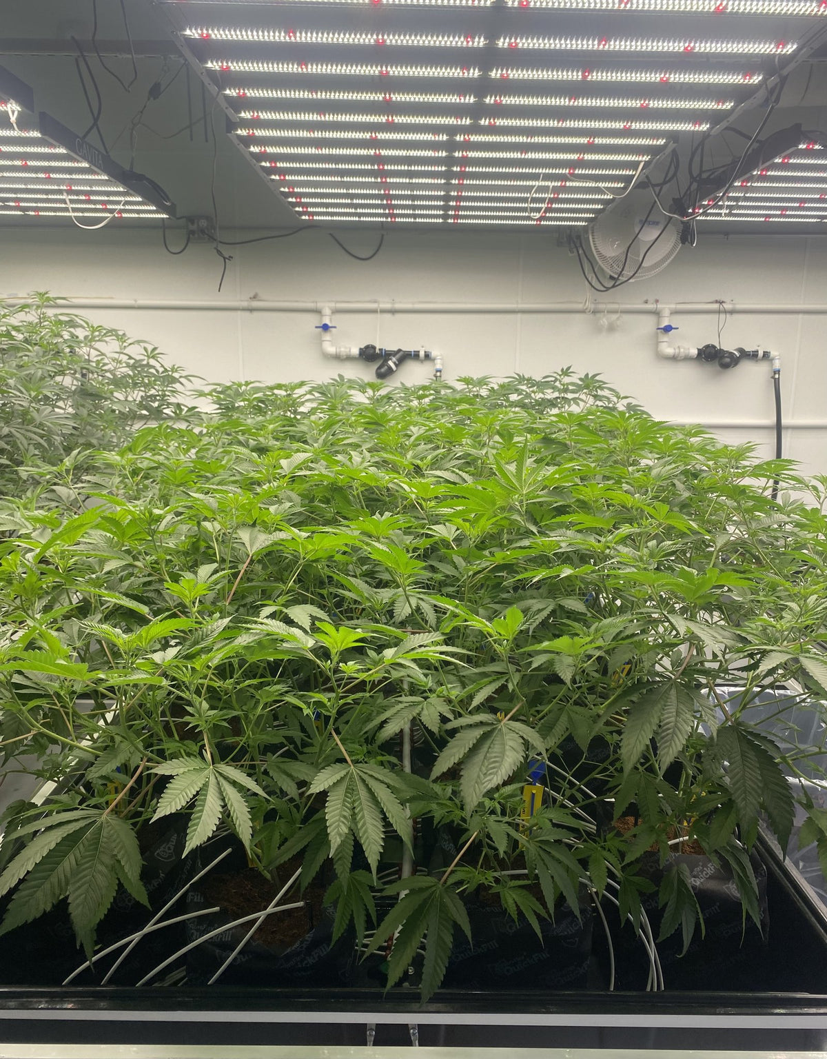 Healthy cannabis mother plants growing on a table under LED grow lights at the Clone To Home nursery