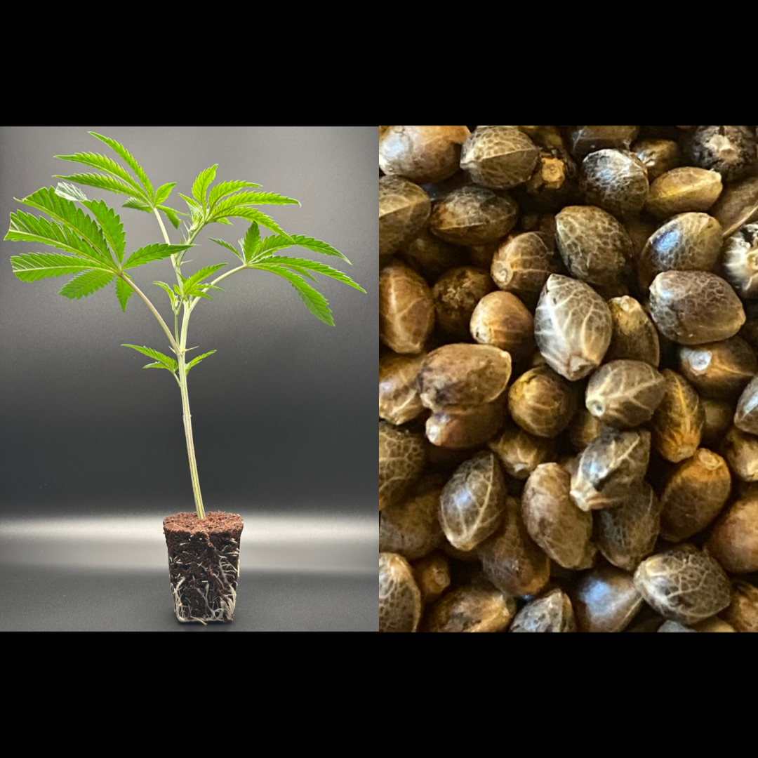 🌱 Clone vs Seed: Which Is Better for Home Growers?