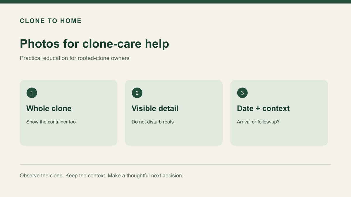 Three-panel photos for clone-care help diagram labeled Whole clone, Visible detail, Date + context.