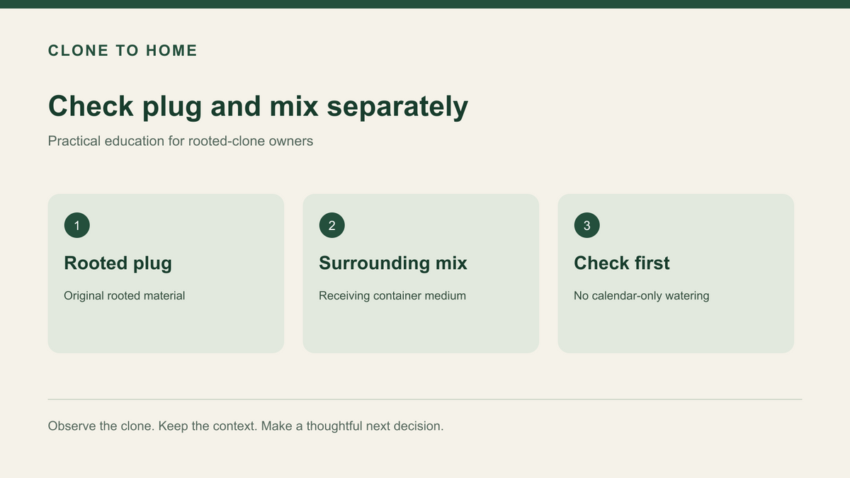 Three-panel check plug and mix separately diagram labeled Rooted plug, Surrounding mix, Check first.
