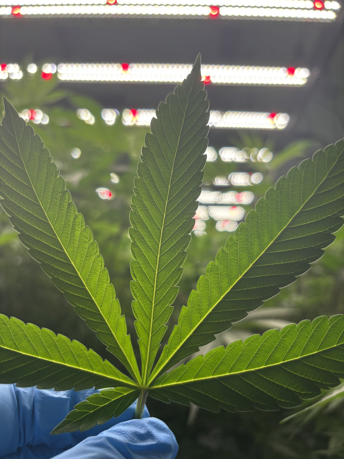 Gloved hand holding up a cannabis fan leaf for a close inspection under LED grow lights