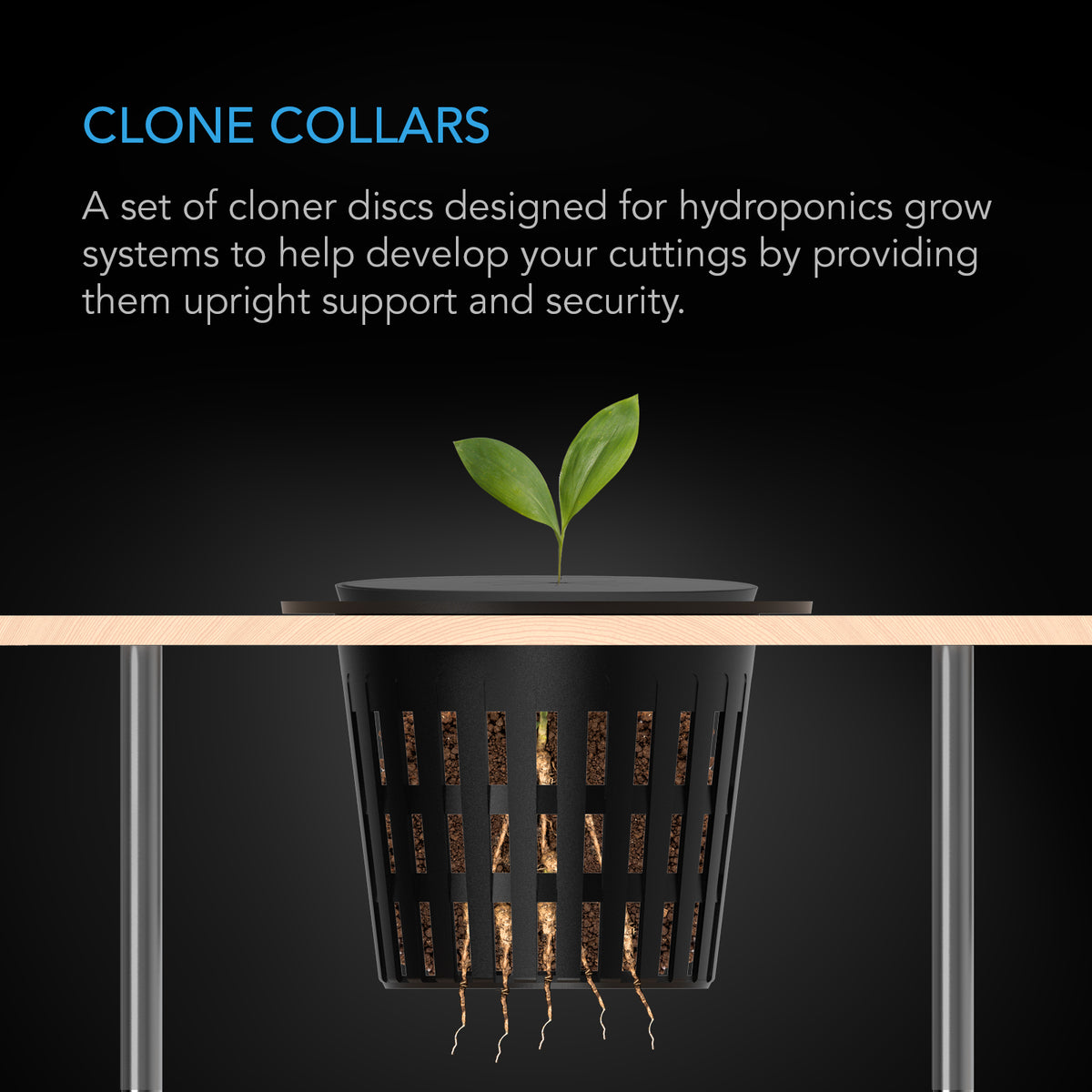 Clone Collars 4", Disc Inserts with 8-Spoke Design, 50-Pack