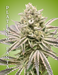 Cultivation-ready clone of Platinum Fanta, live plant grown for consistency and vigor