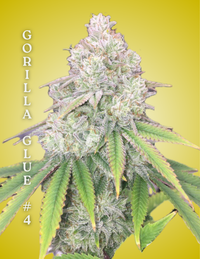 Gorilla Glue #4 Clone – Rooted Cultivation-Ready Cannabis Clone
