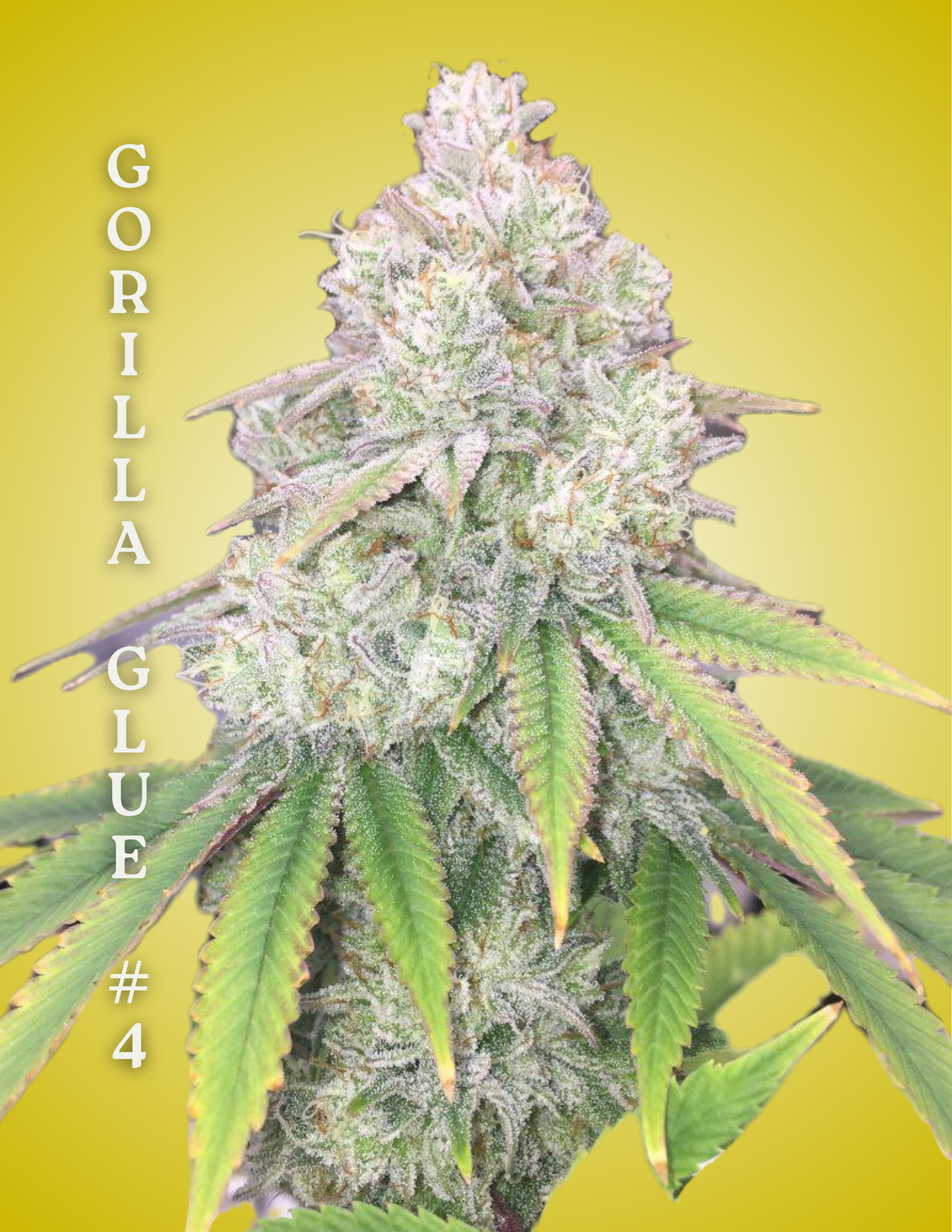 Gorilla Glue #4 Clone – Rooted Cultivation-Ready Cannabis Clone