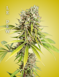 Cultivation-ready clone of Le Pew, live plant grown for consistency and vigor
