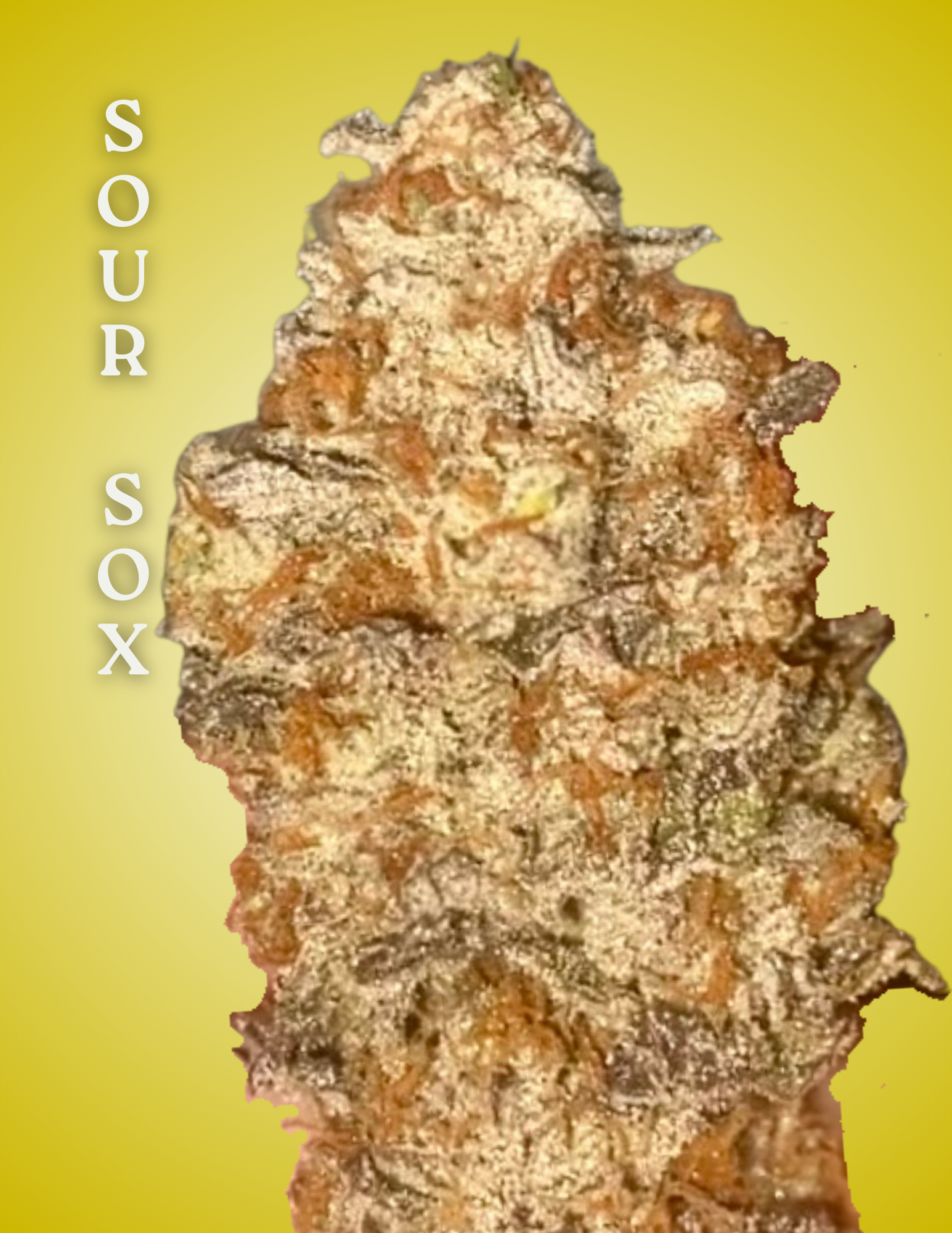 Cultivation-ready clone of Sour Sox, live plant grown for consistency and vigor
