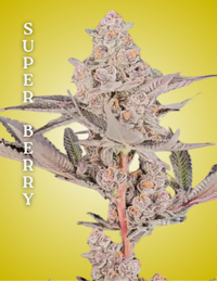 Cultivation-ready clone of Super Berry, live plant grown for consistency and vigor