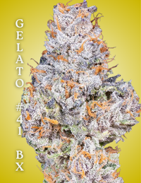 Gelato #41 BX Clone – Rooted Cultivation-Ready Cannabis Clone