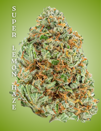 Super Lemon Haze Clone – Rooted Cultivation-Ready Cannabis Clone