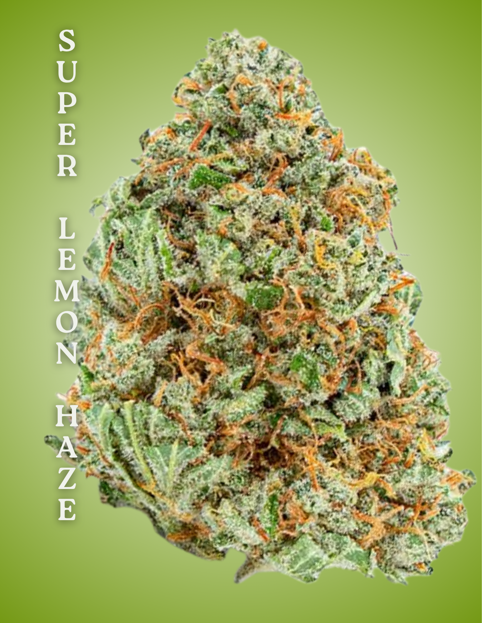 Super Lemon Haze Clone – Rooted Cultivation-Ready Cannabis Clone