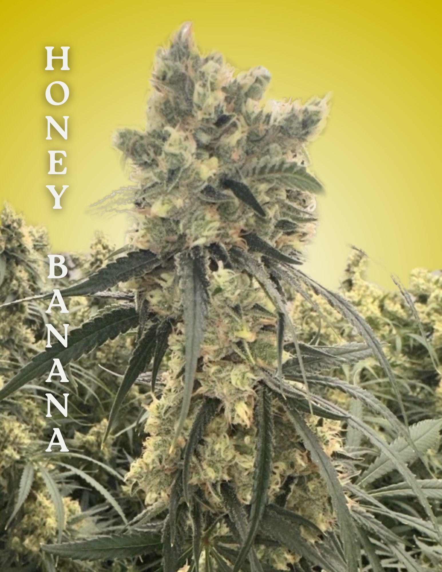 Honey Banana