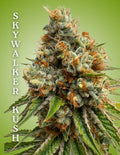Skywalker Kush