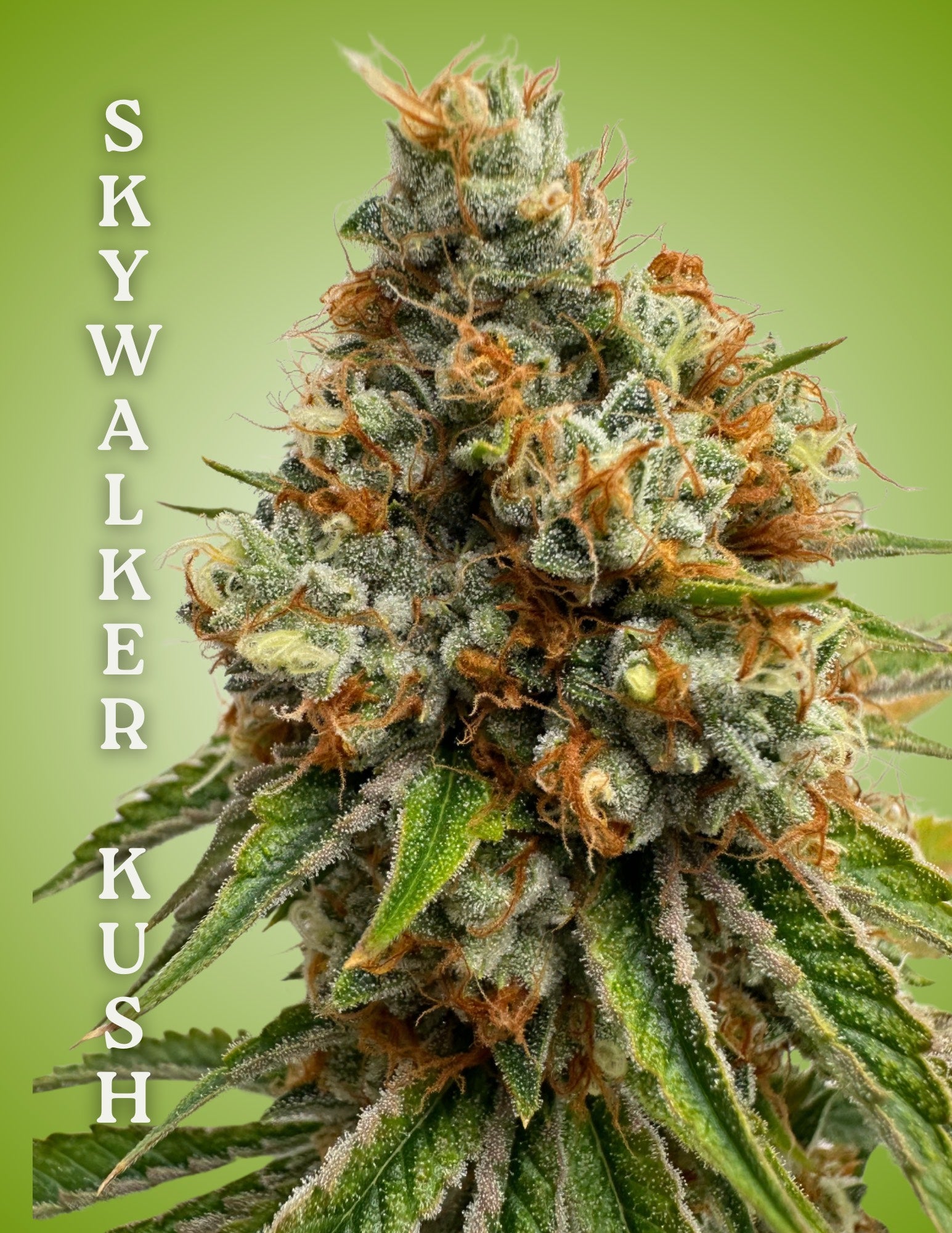 Skywalker Kush