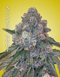 Cultivation-ready clone of Super Boof, live plant grown for consistency and vigor