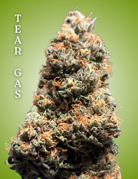 Tear Gas Clone – Rooted Cultivation-Ready Cannabis Clone