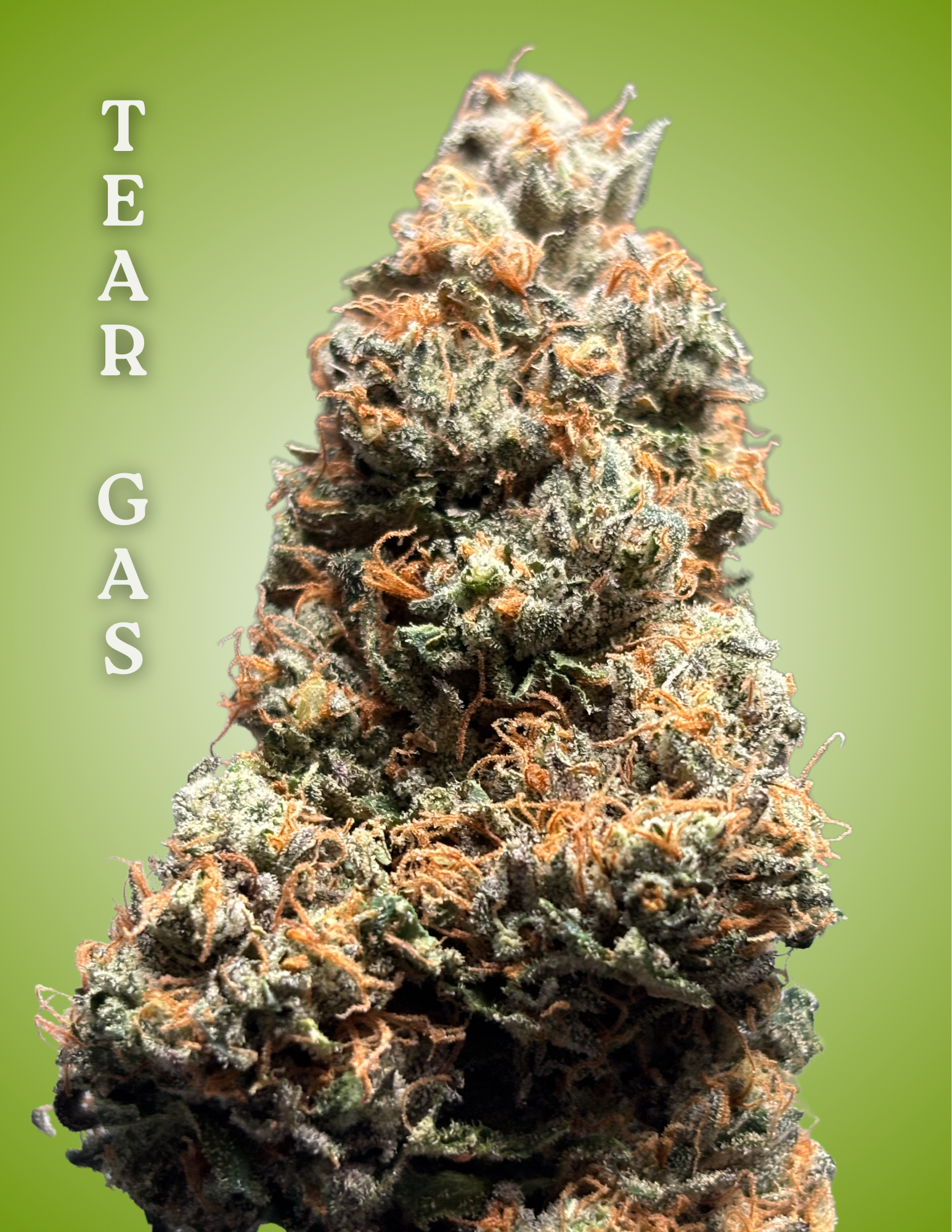 Tear Gas Clone – Rooted Cultivation-Ready Cannabis Clone