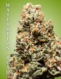 Watermelon Rush Clone – Rooted Cultivation-Ready Cannabis Clone