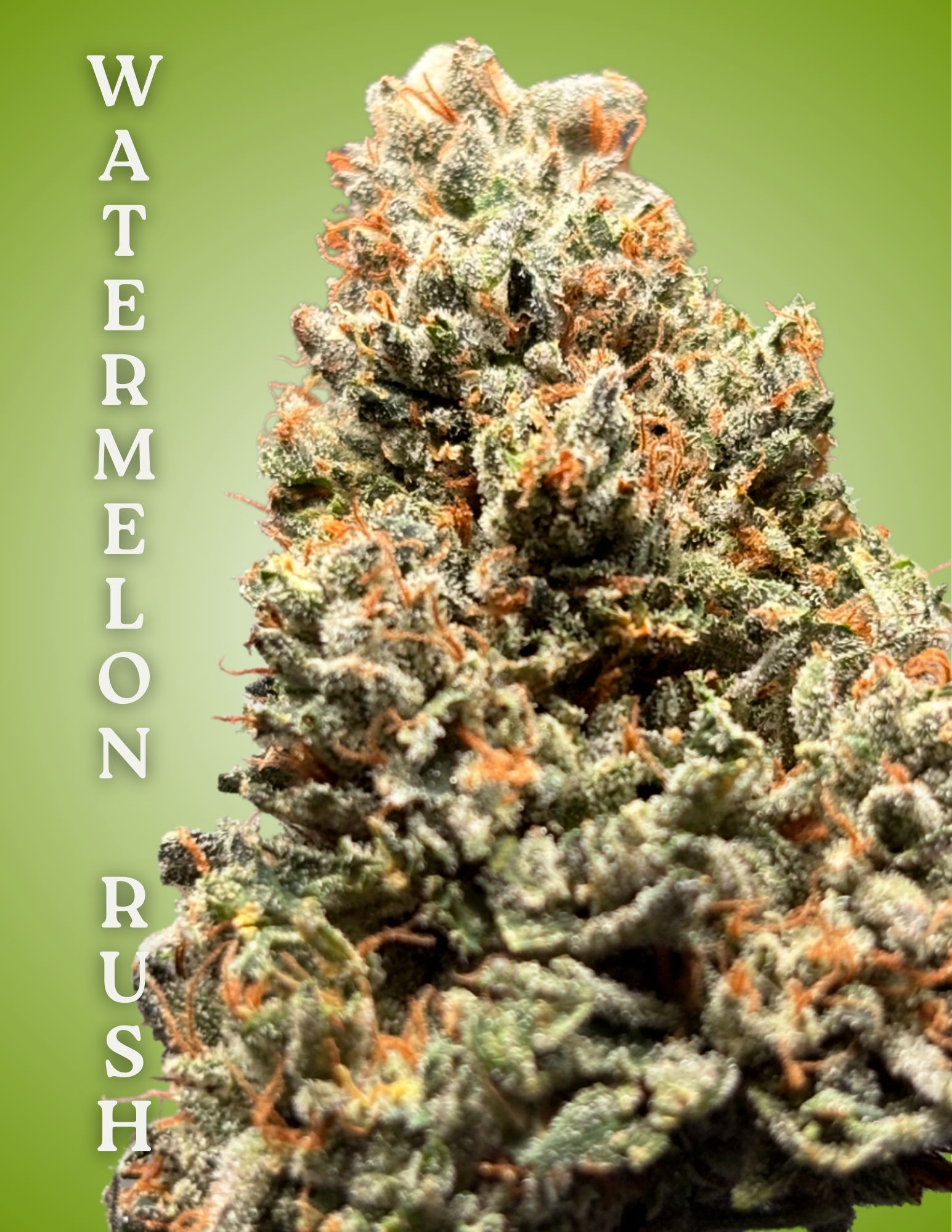 Watermelon Rush Clone – Rooted Cultivation-Ready Cannabis Clone