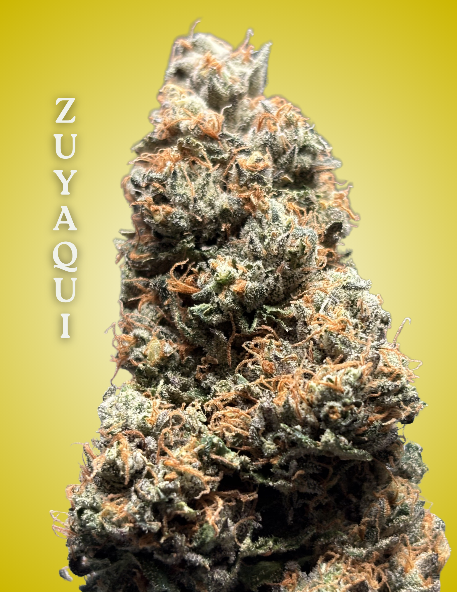 Zuyaqui Clone – Rooted Cultivation-Ready Cannabis Clone